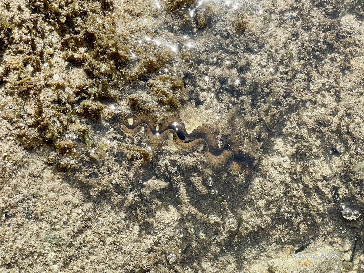 【小琉球景點推薦】蛤板灣潮間帶+小琉球祕境親吻石|素有台版威 【小琉球景點推薦】蛤板灣潮間帶+小琉球祕境親吻石|素有台版威
