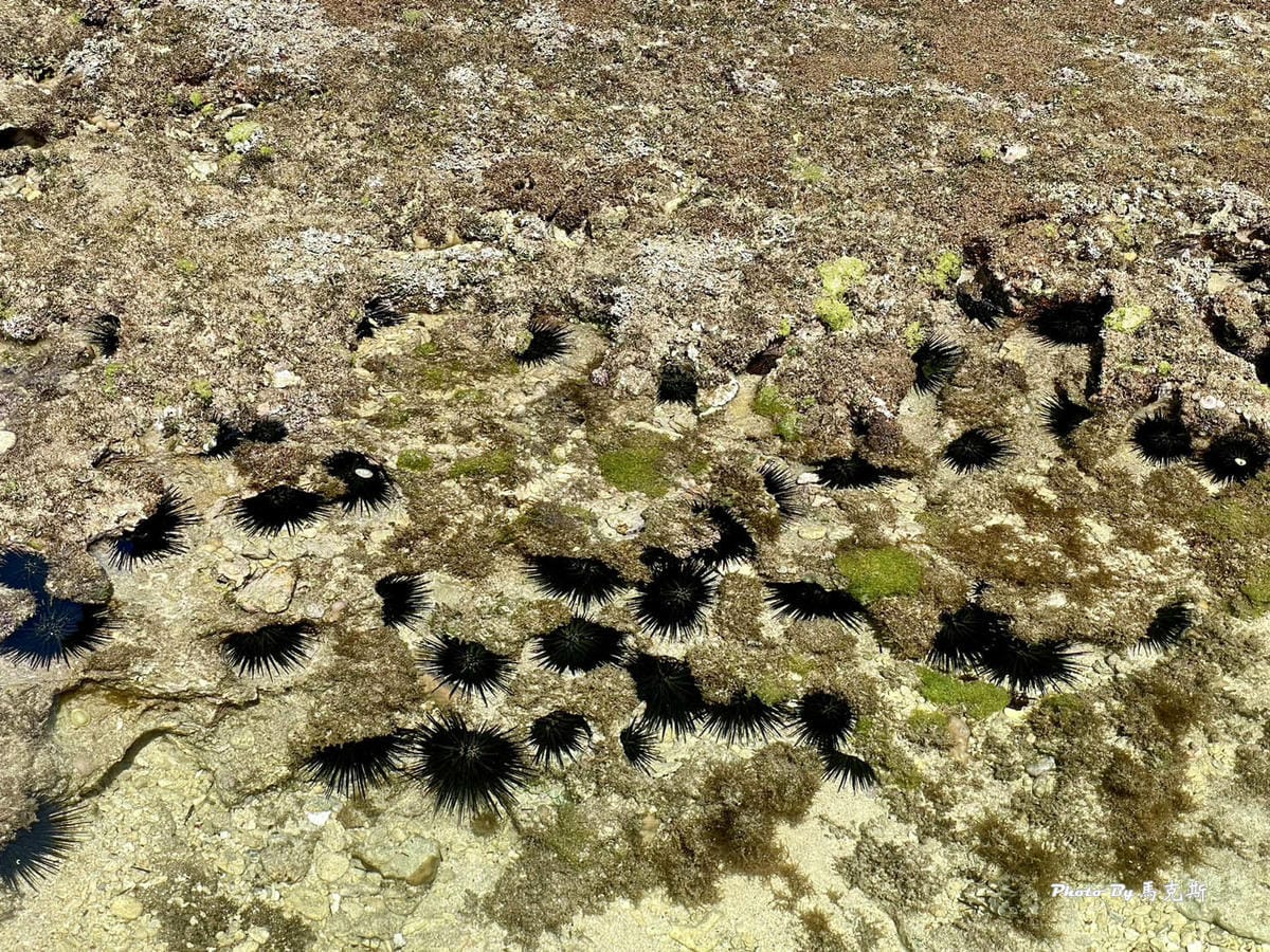 【小琉球景點推薦】蛤板灣潮間帶+小琉球祕境親吻石|素有台版威 【小琉球景點推薦】蛤板灣潮間帶+小琉球祕境親吻石|素有台版威