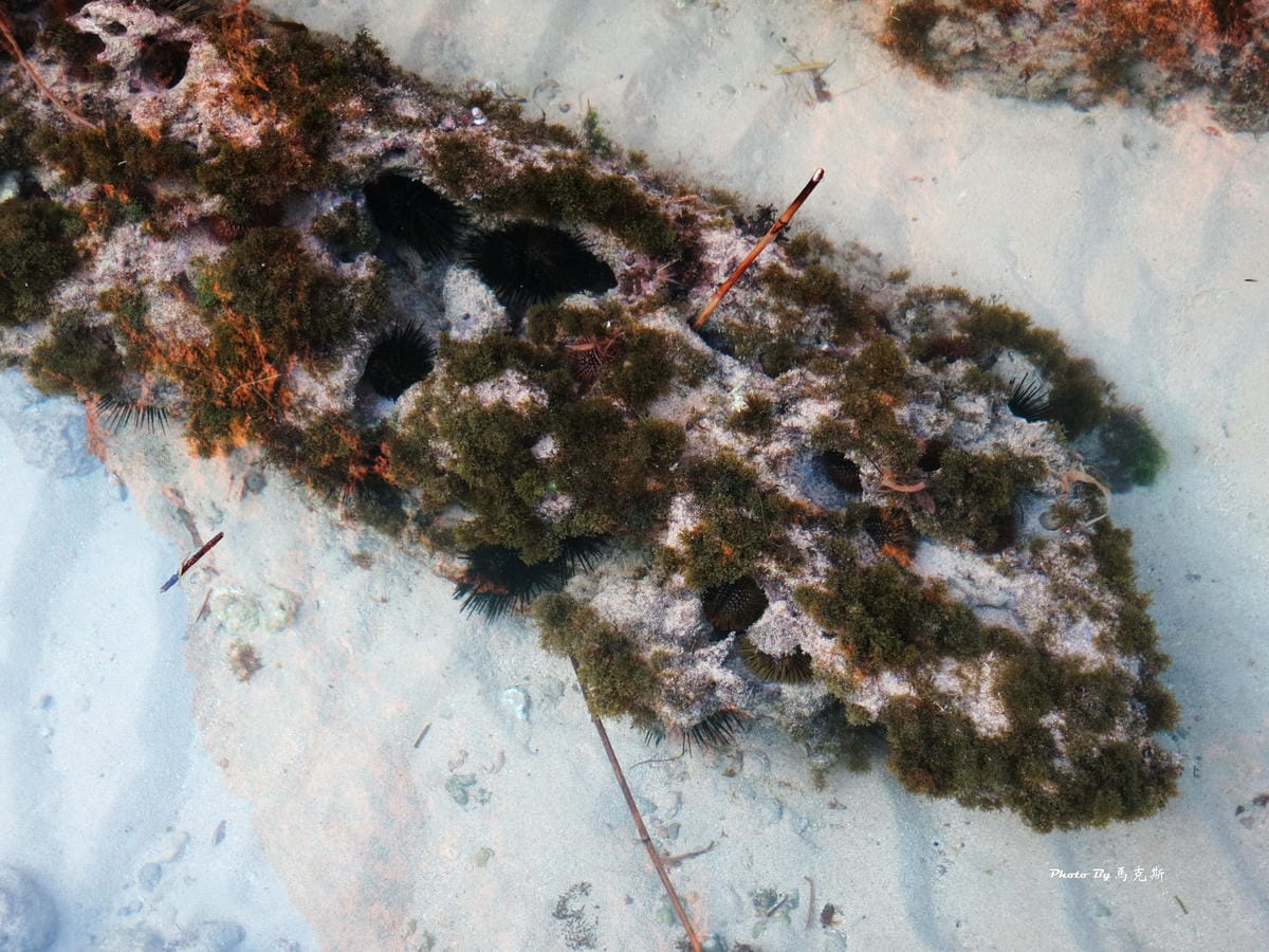 IMG_7390_調整大小 IMG_7390_調整大小