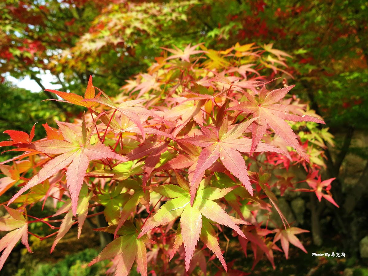 IMG_7625_調整大小 (2)