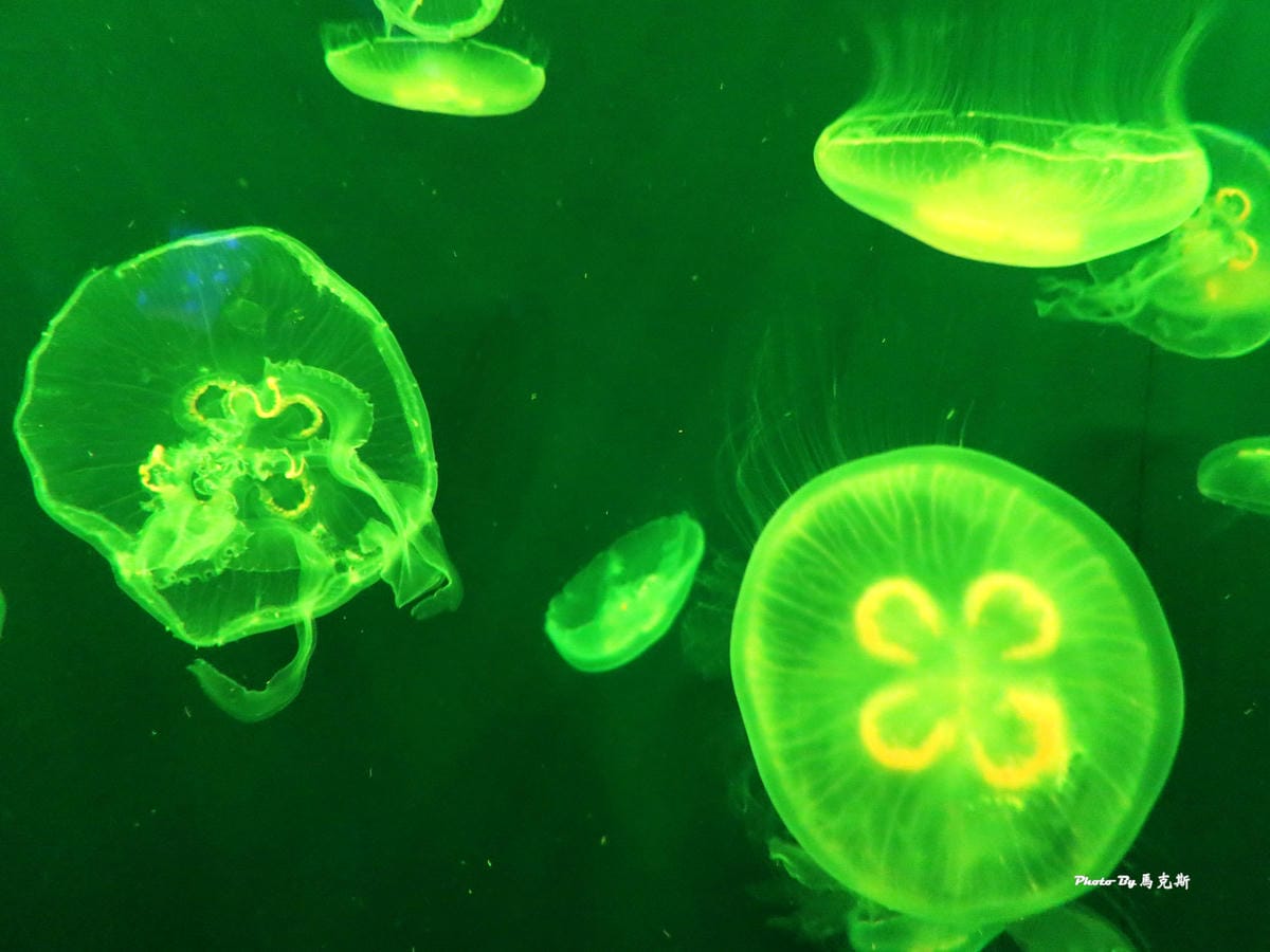 IMG_1030_調整大小 (2) IMG_1030_調整大小 (2)