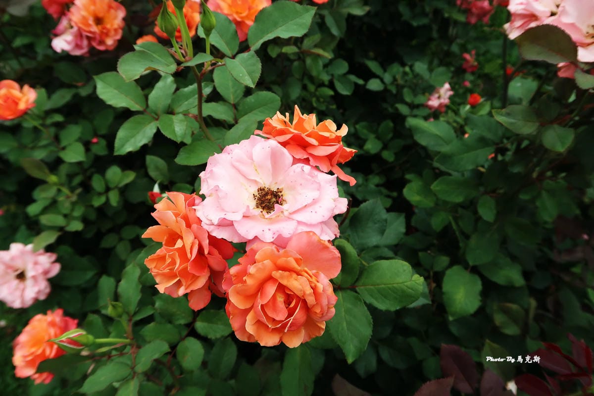 IMG_3555_調整大小 IMG_3555_調整大小