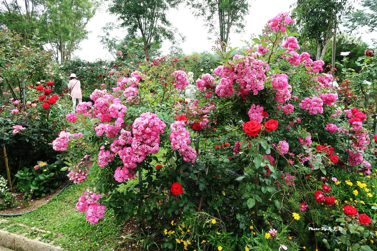 IMG_3545_調整大小 IMG_3545_調整大小