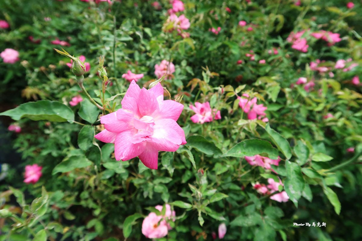 IMG_3598_調整大小 IMG_3598_調整大小