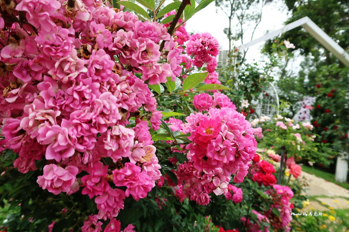 IMG_3547_調整大小 IMG_3547_調整大小