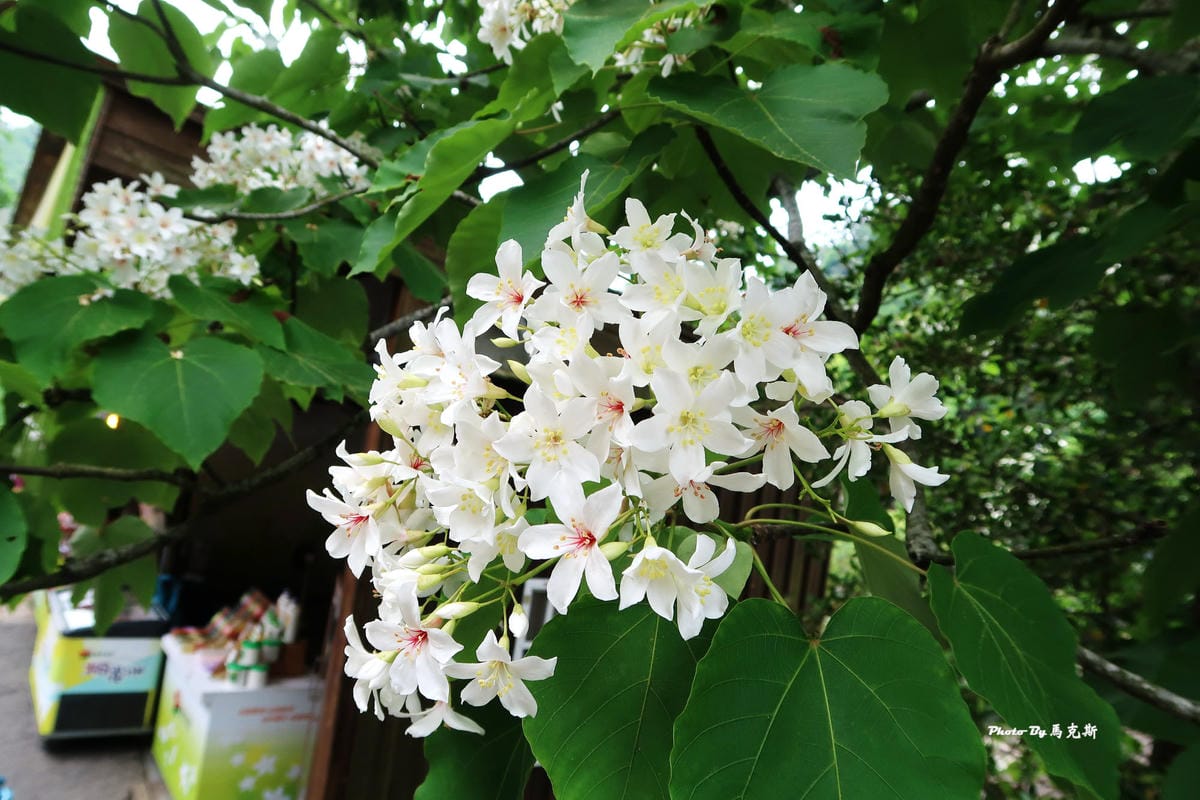 IMG_3520_調整大小 (2) IMG_3520_調整大小 (2)