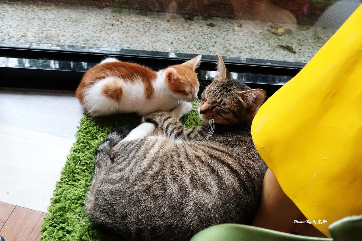 IMG_7330_調整大小 IMG_7330_調整大小