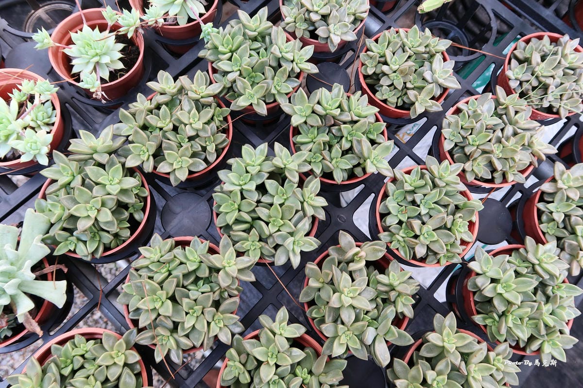 IMG_5165_調整大小 (2) IMG_5165_調整大小 (2)