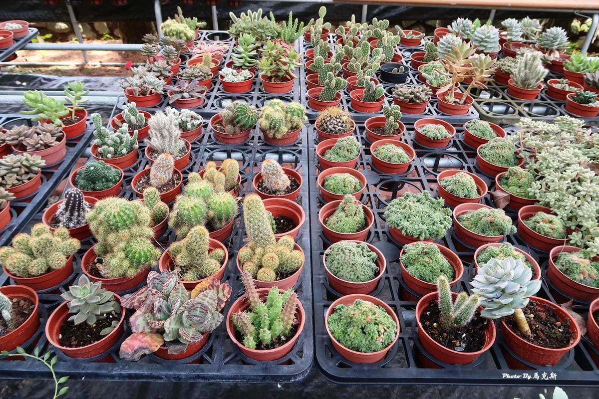 IMG_5160_調整大小 IMG_5160_調整大小