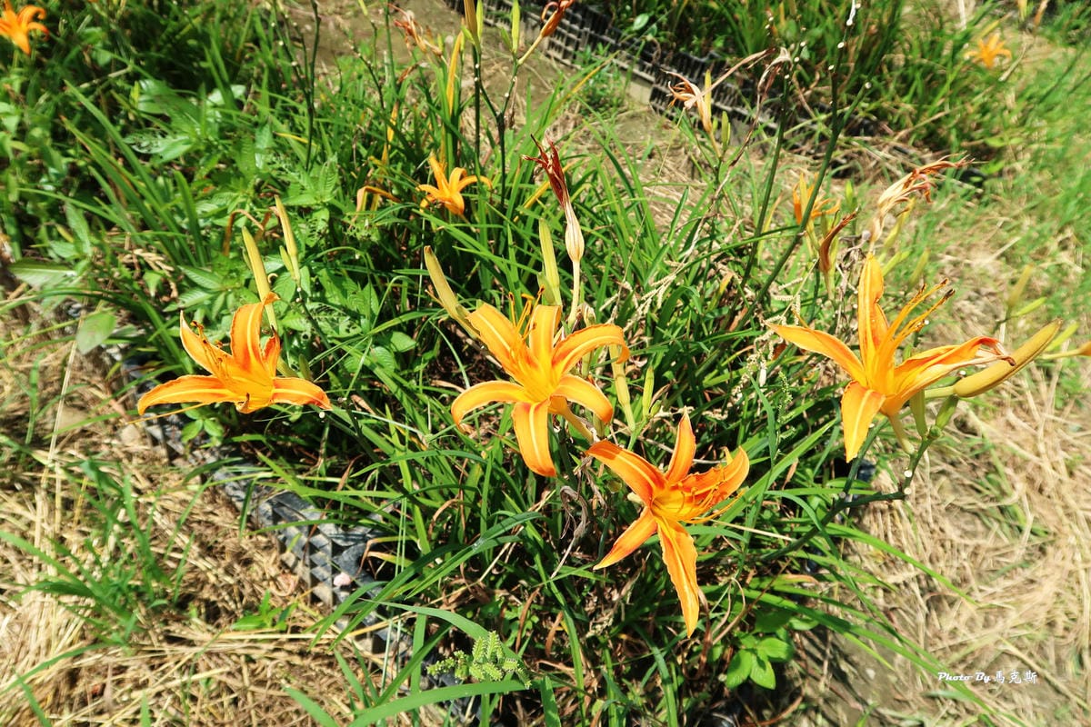 IMG_6033_調整大小 (2) IMG_6033_調整大小 (2)