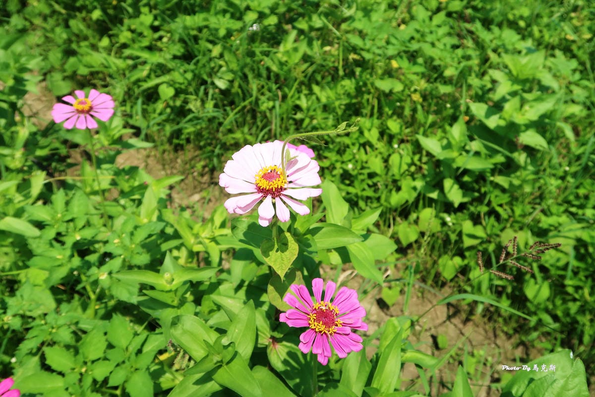 IMG_6085_調整大小 IMG_6085_調整大小