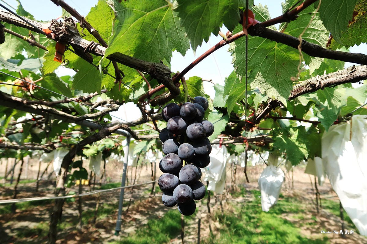 IMG_6240_調整大小 IMG_6240_調整大小