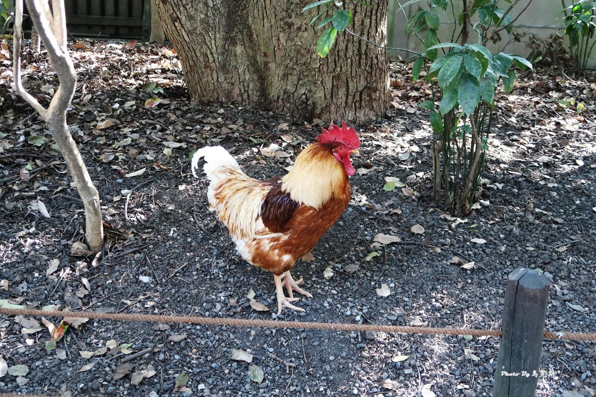 IMG_4491_調整大小 IMG_4491_調整大小