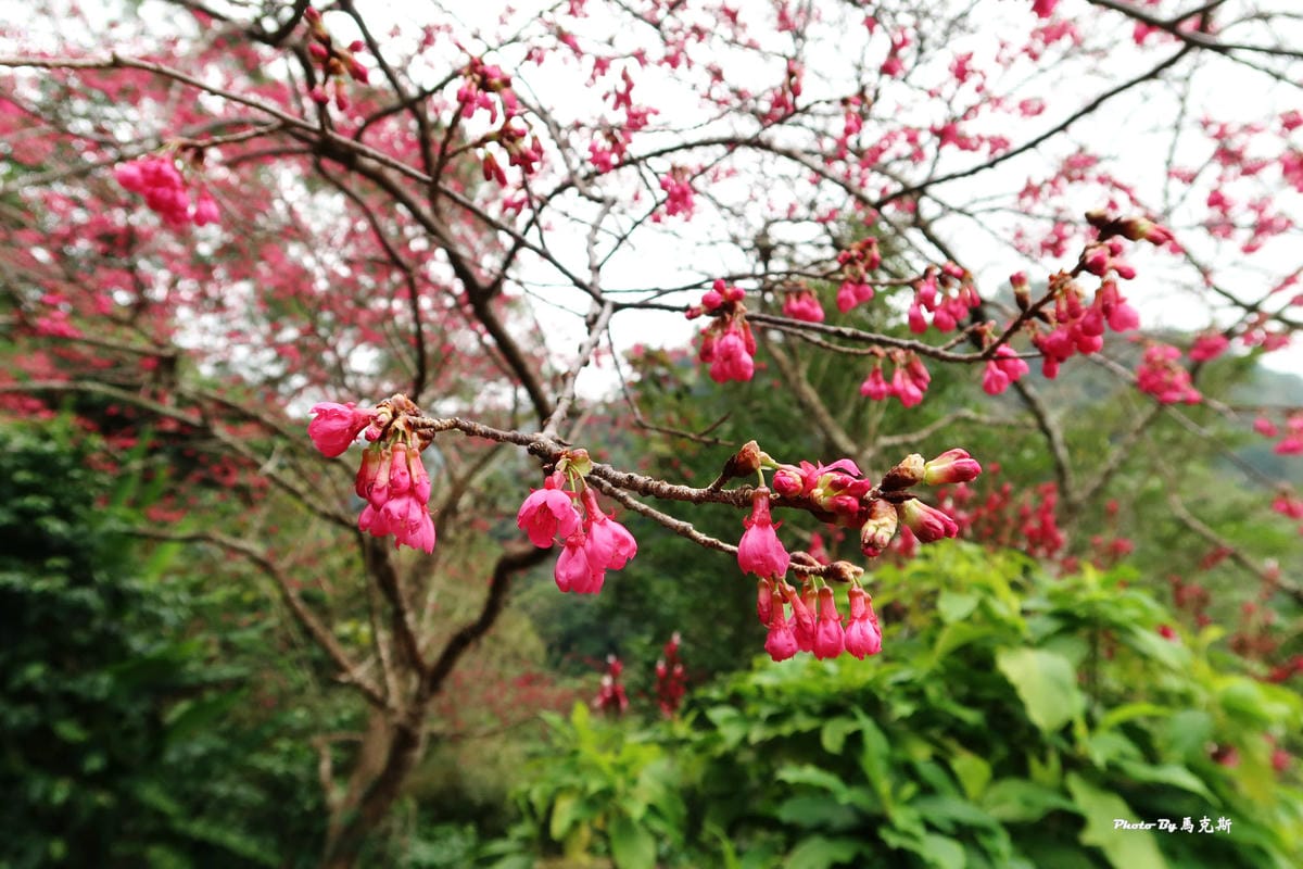 【苗栗獅潭美食推薦】星仙草(獅潭仙山秘境)|山中裡祕境甜品 【苗栗獅潭美食推薦】星仙草(獅潭仙山秘境)|山中裡祕境甜品