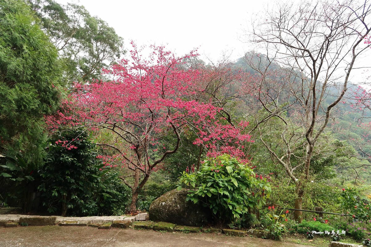 【苗栗獅潭美食推薦】星仙草(獅潭仙山秘境)|山中裡祕境甜品 【苗栗獅潭美食推薦】星仙草(獅潭仙山秘境)|山中裡祕境甜品