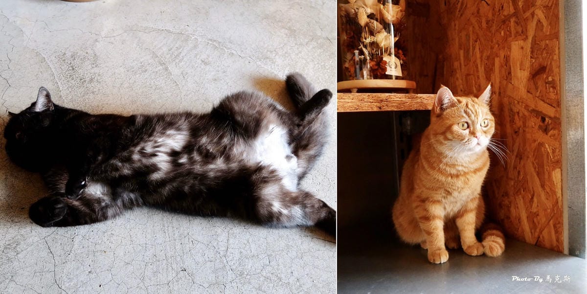 /tmp/phphZvpOK /tmp/phphZvpOK