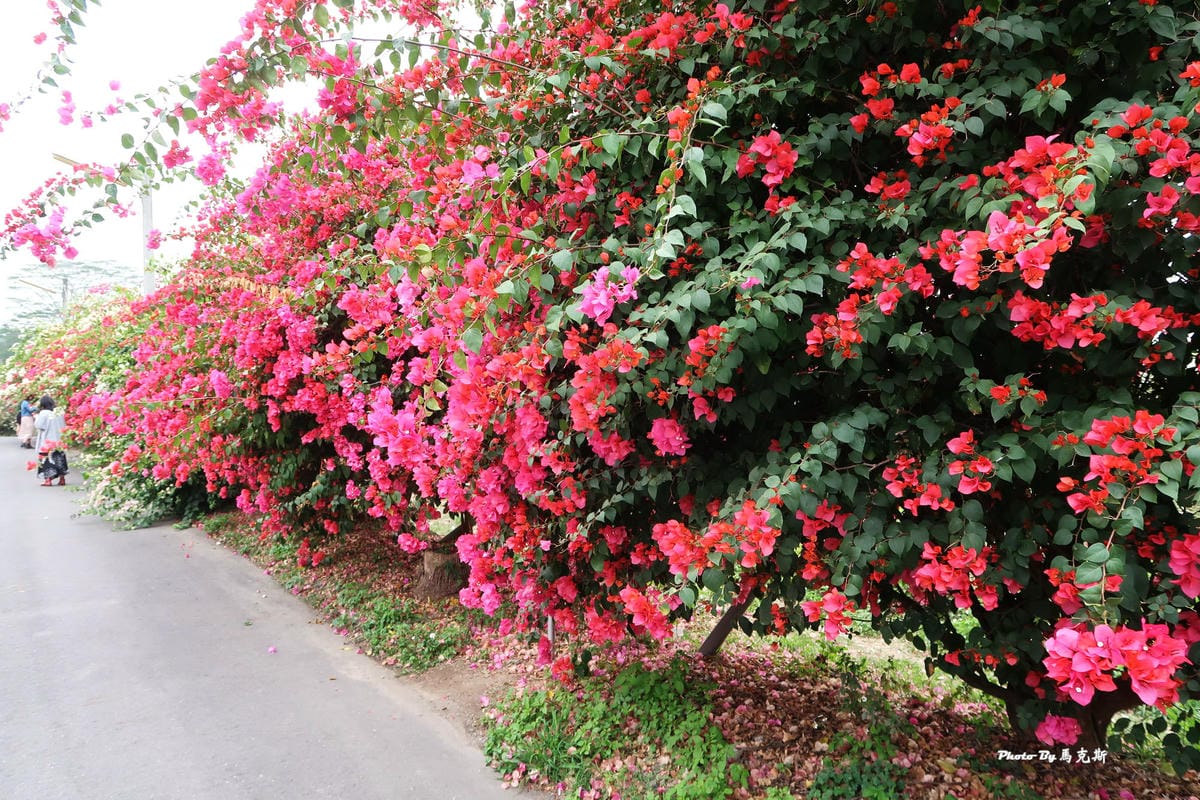 IMG_9120_調整大小.jpg IMG_9120_調整大小.jpg