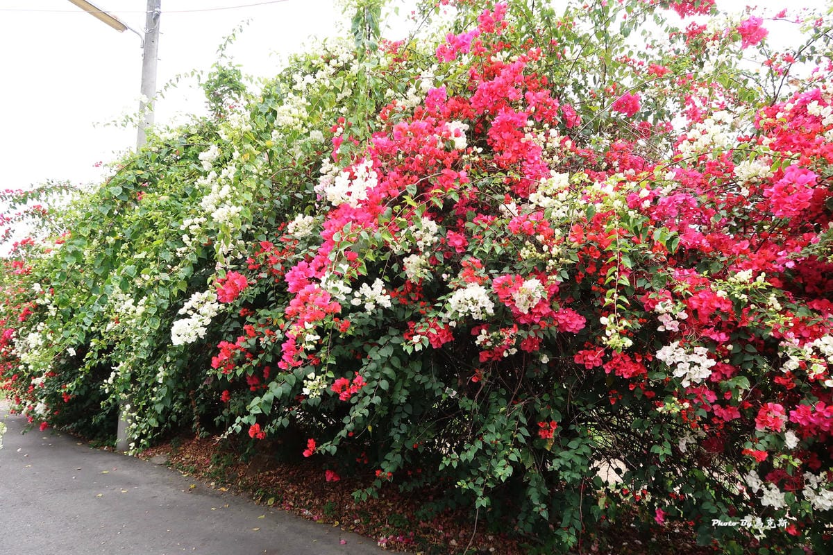 IMG_9133_調整大小.jpg IMG_9133_調整大小.jpg