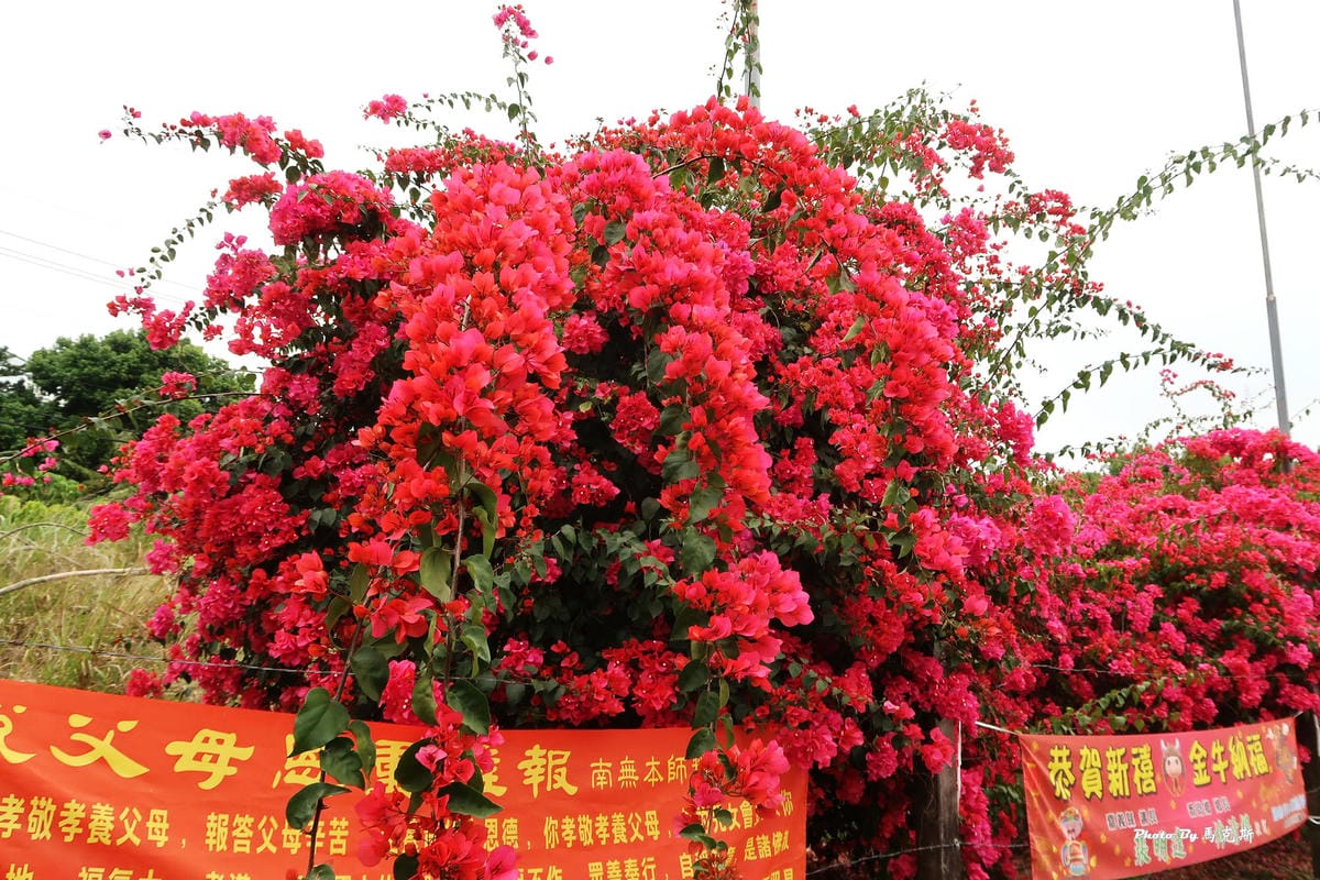 IMG_9155_調整大小.jpg IMG_9155_調整大小.jpg