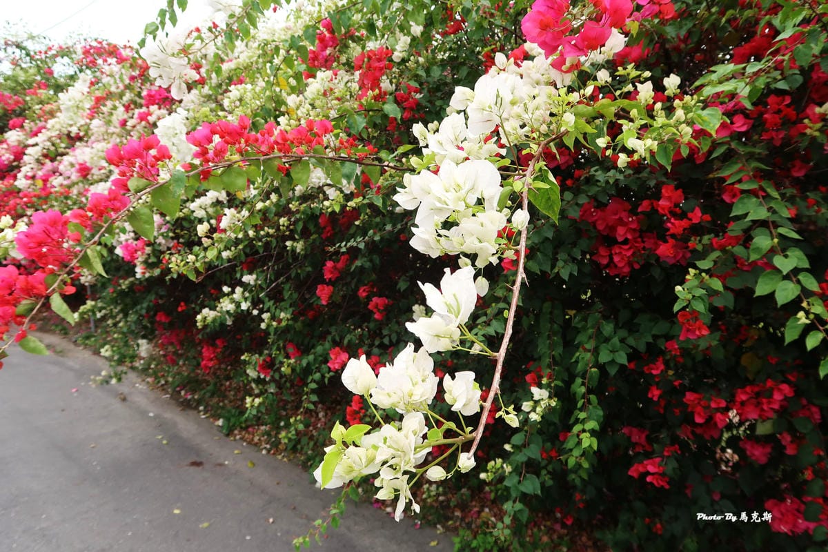 IMG_9137_調整大小 (2).jpg IMG_9137_調整大小 (2).jpg