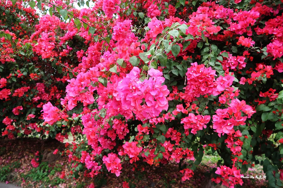 IMG_9150_調整大小.jpg IMG_9150_調整大小.jpg