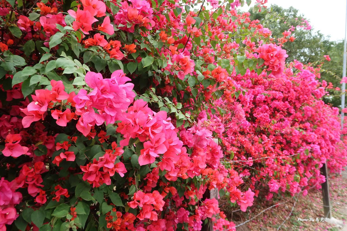 IMG_9146_調整大小.jpg IMG_9146_調整大小.jpg