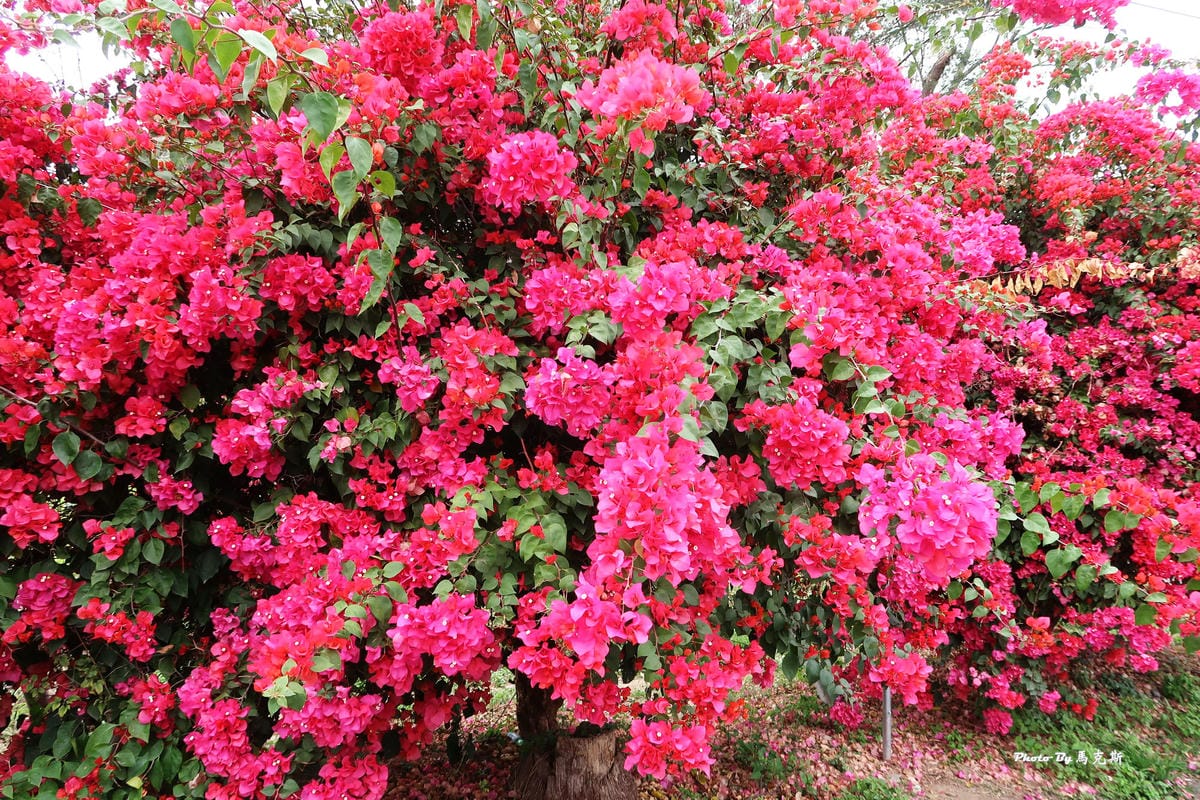 IMG_9122_調整大小.jpg IMG_9122_調整大小.jpg