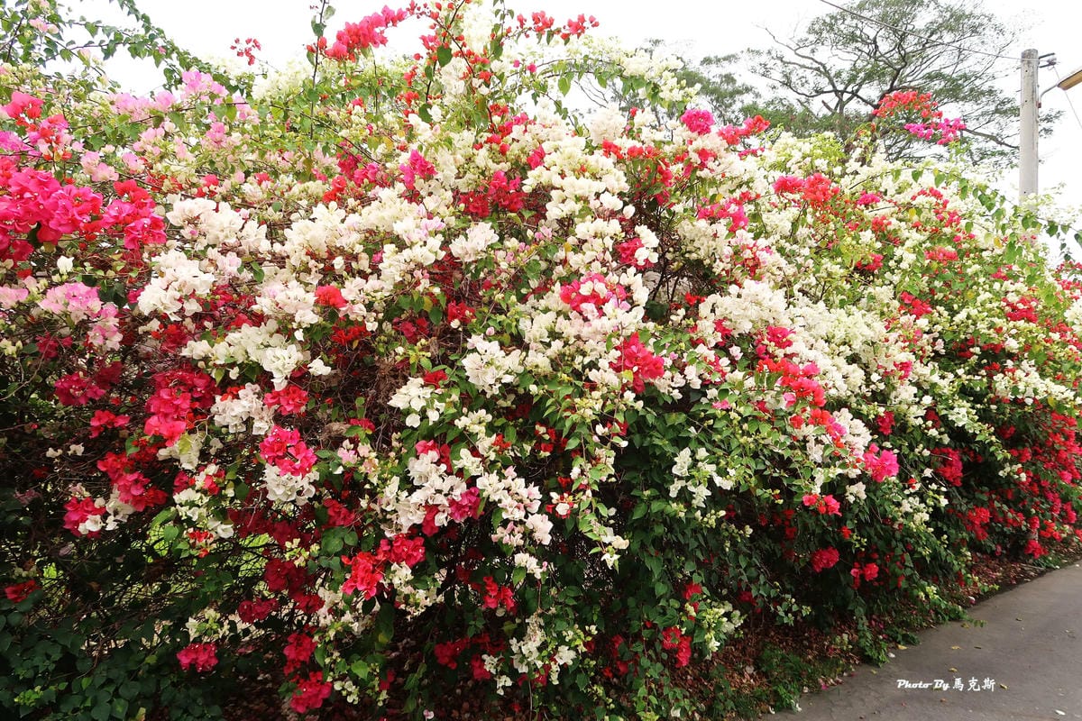 IMG_9135_調整大小.jpg IMG_9135_調整大小.jpg