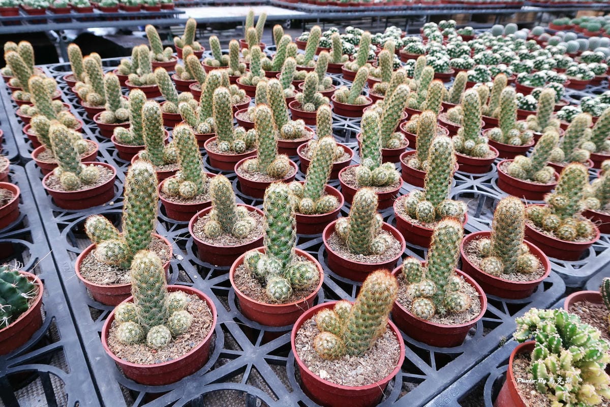 IMG_2533_調整大小.jpg IMG_2533_調整大小.jpg