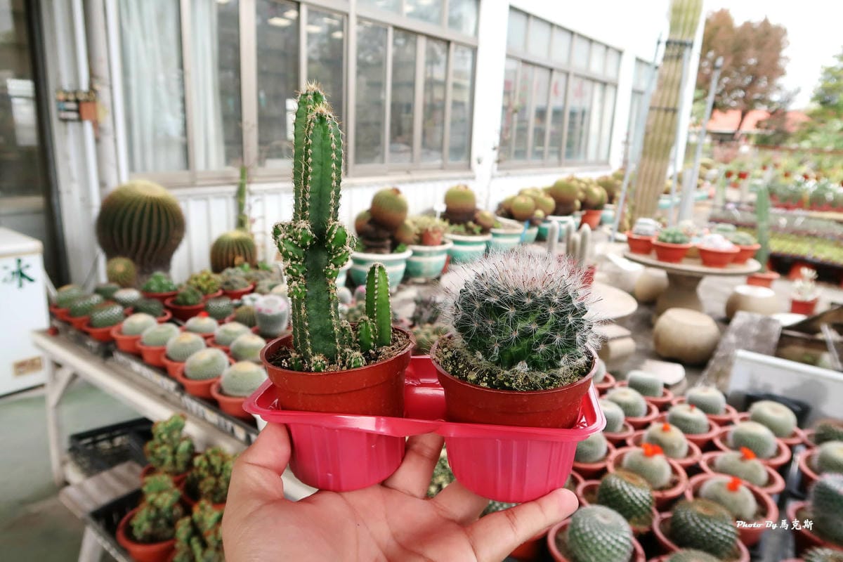 IMG_2581_調整大小.jpg IMG_2581_調整大小.jpg