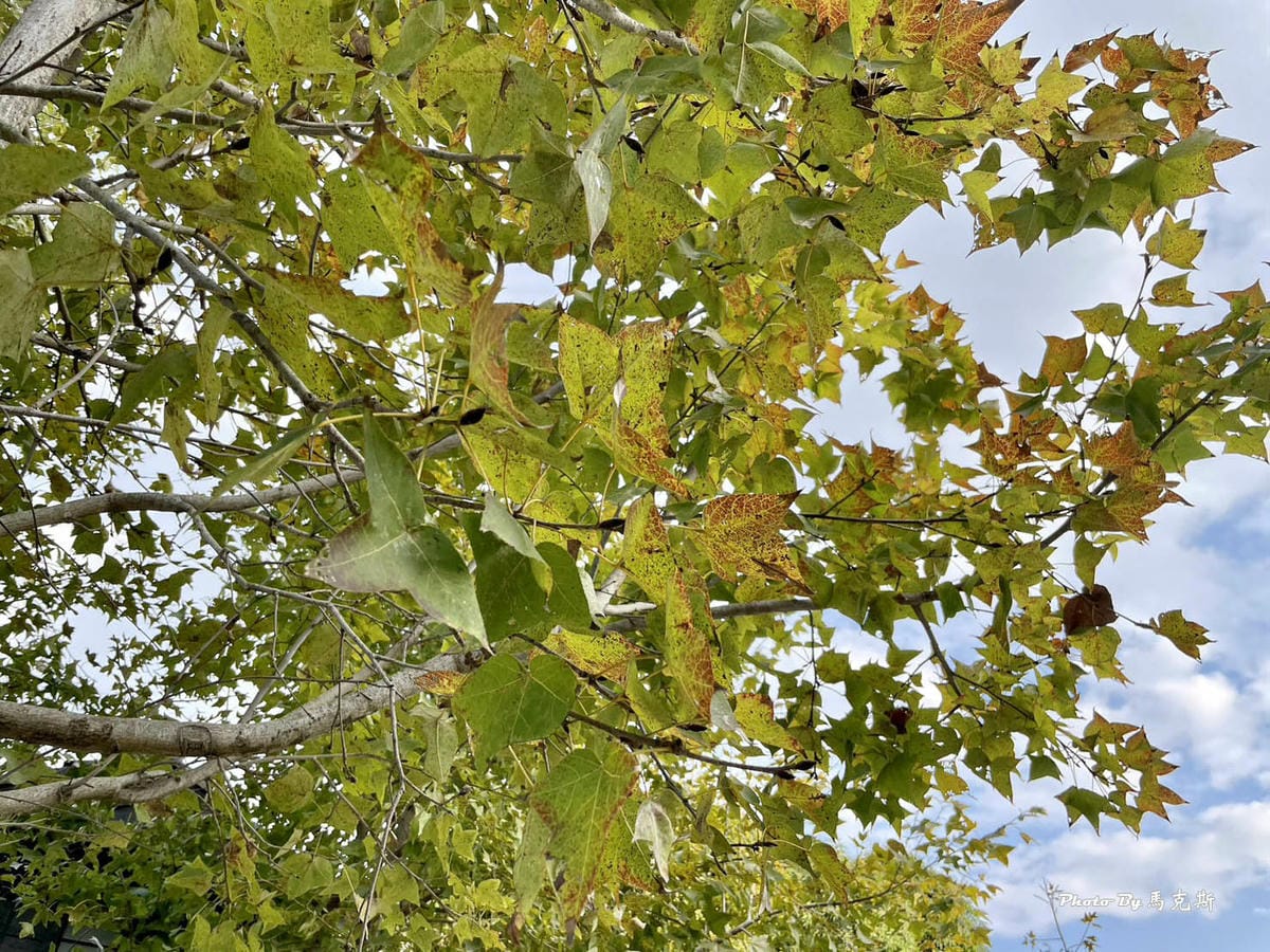 IMG_0175_調整大小.jpg IMG_0175_調整大小.jpg