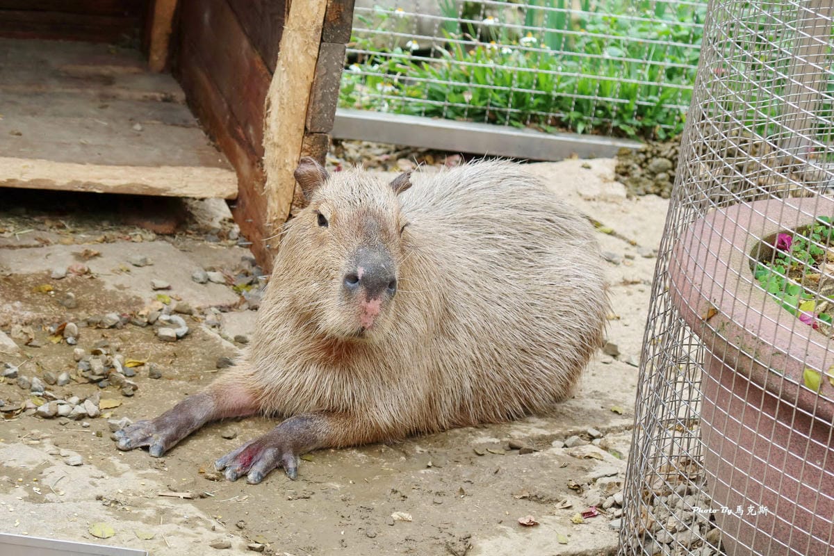 IMG_9366_調整大小 (2).jpg IMG_9366_調整大小 (2).jpg