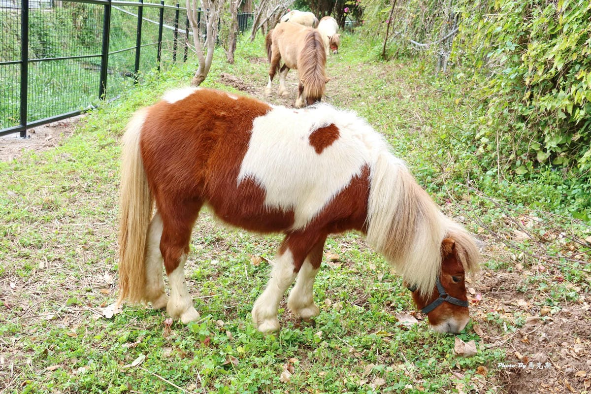 IMG_9395_調整大小.jpg IMG_9395_調整大小.jpg