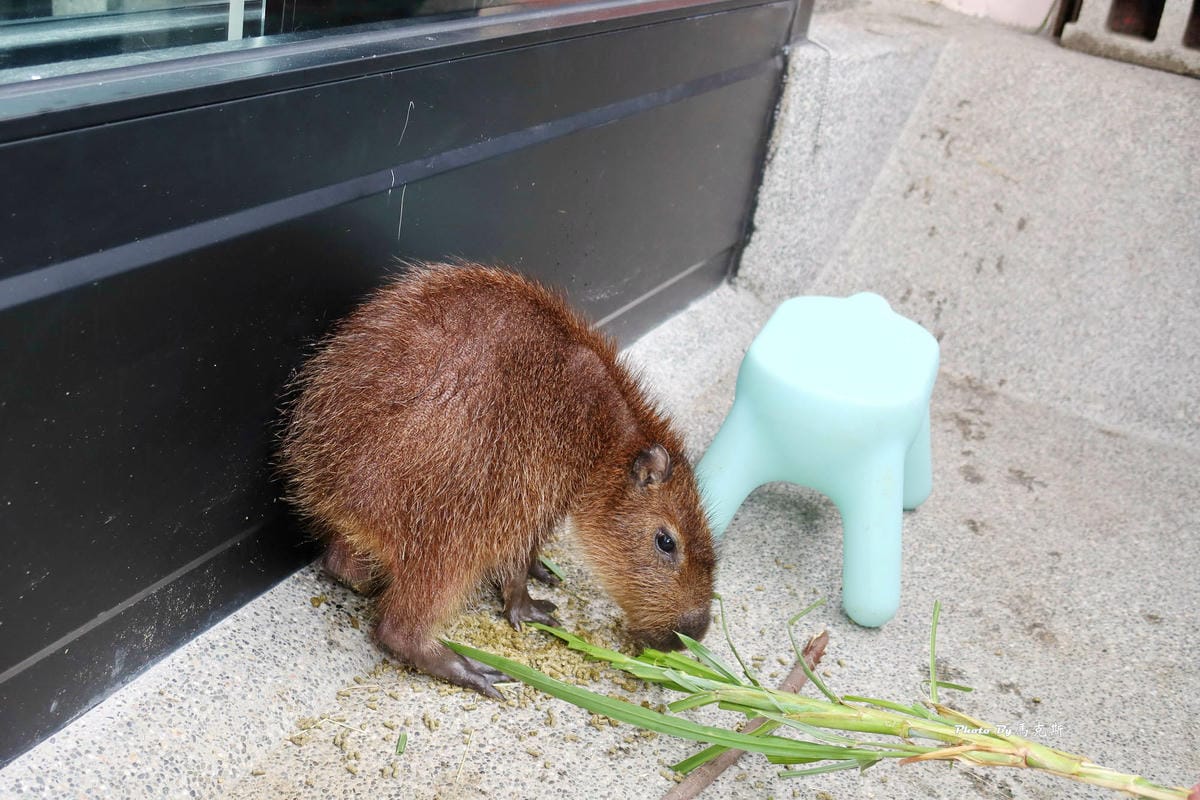 IMG_7417_調整大小.jpg IMG_7417_調整大小.jpg