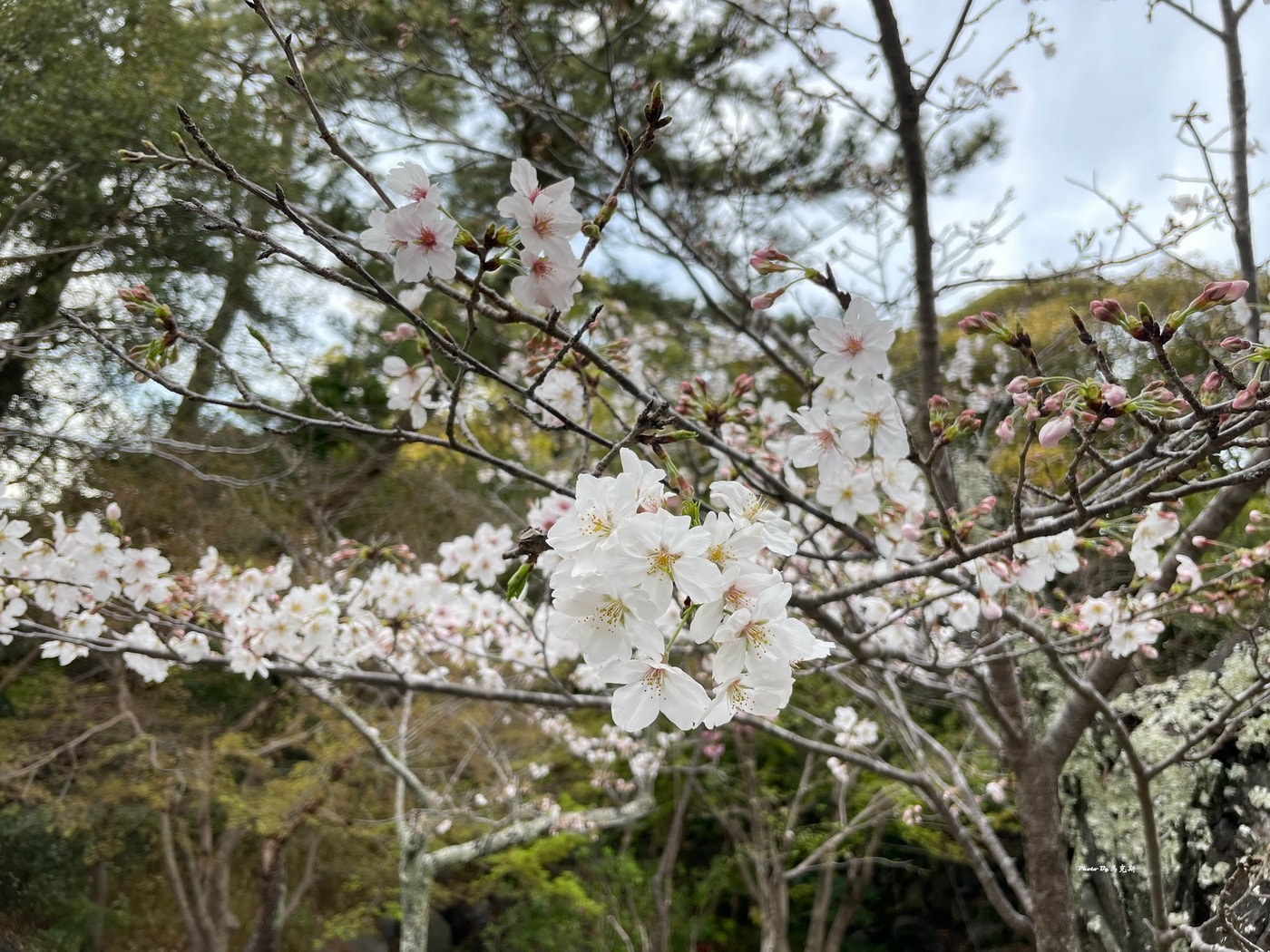 【日本鎌倉景點推薦】鎌倉大佛殿高德院｜日本第二大青銅佛像 日本國寶級的重要地標 江之島電鐵長谷站景點推薦